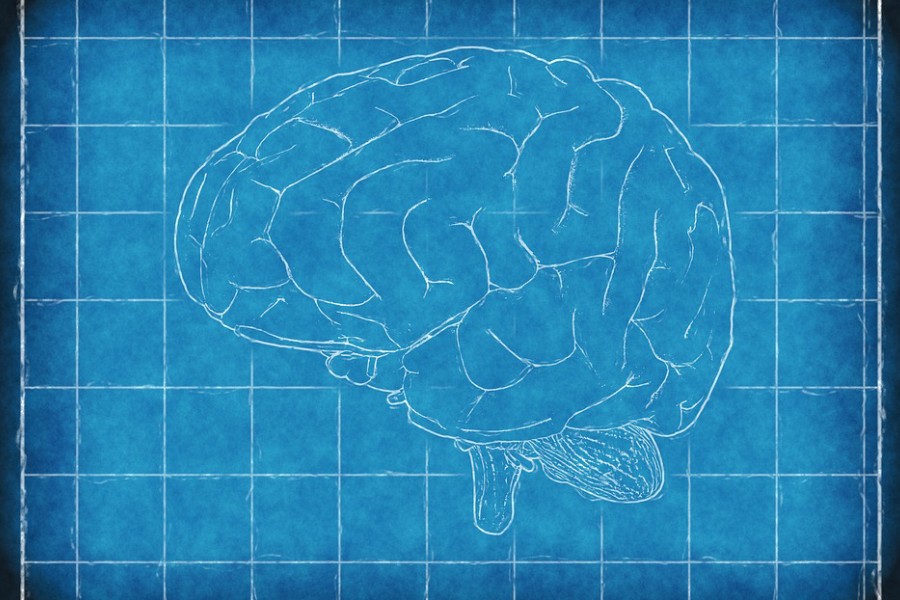 brain